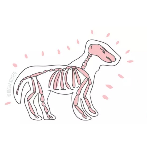 CHIENS -ARTHROSE -ARTICULATIONS